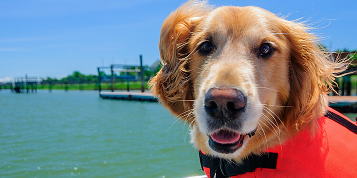 dog wearing life jacket in boat